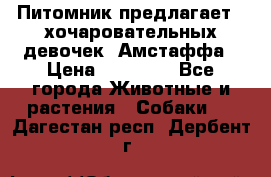 Питомник предлагает 2-хочаровательных девочек  Амстаффа › Цена ­ 25 000 - Все города Животные и растения » Собаки   . Дагестан респ.,Дербент г.